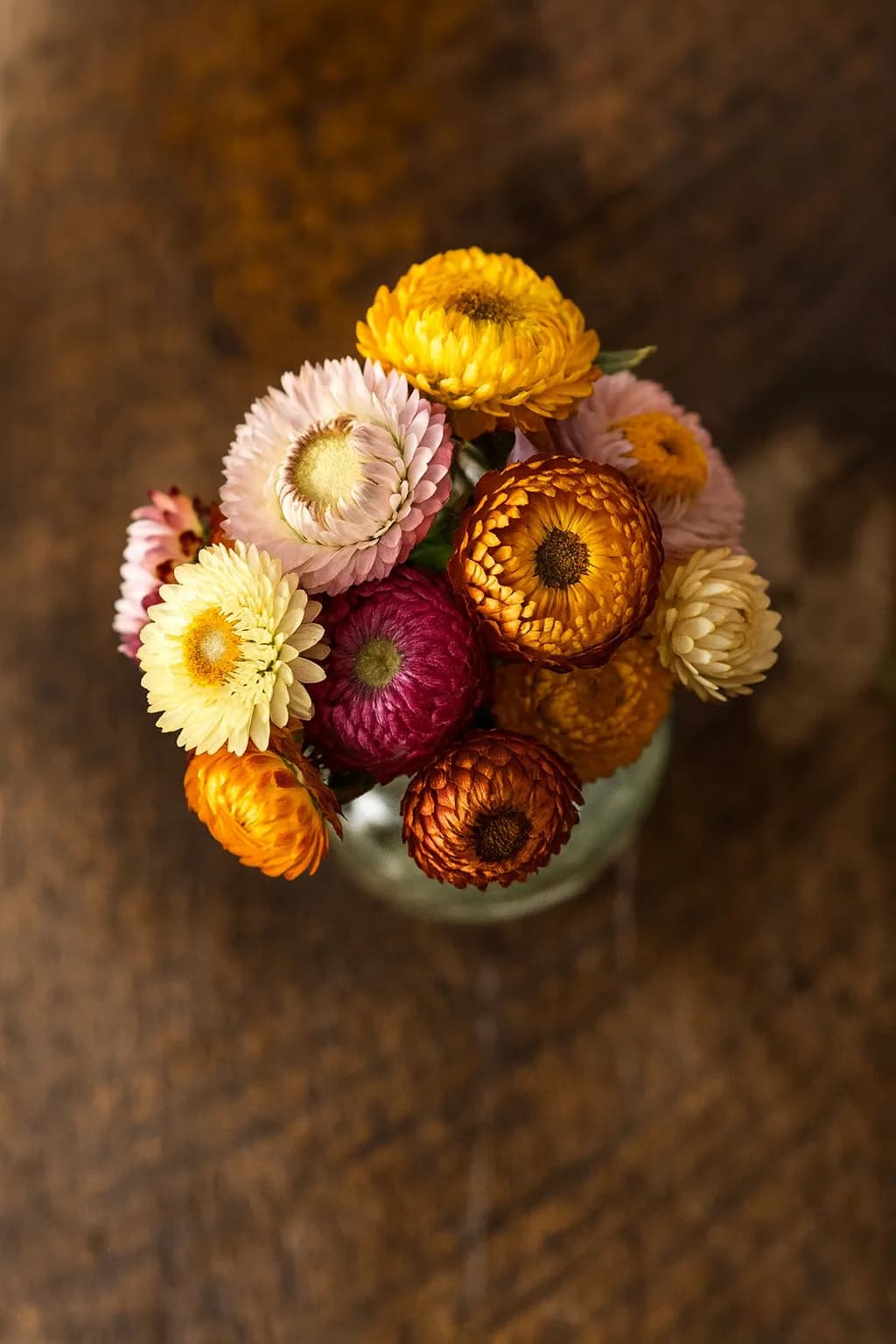 Dwarf Strawflowers