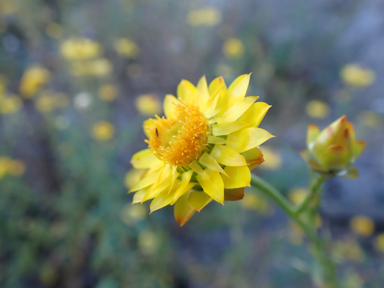 Dwarf Strawflowers