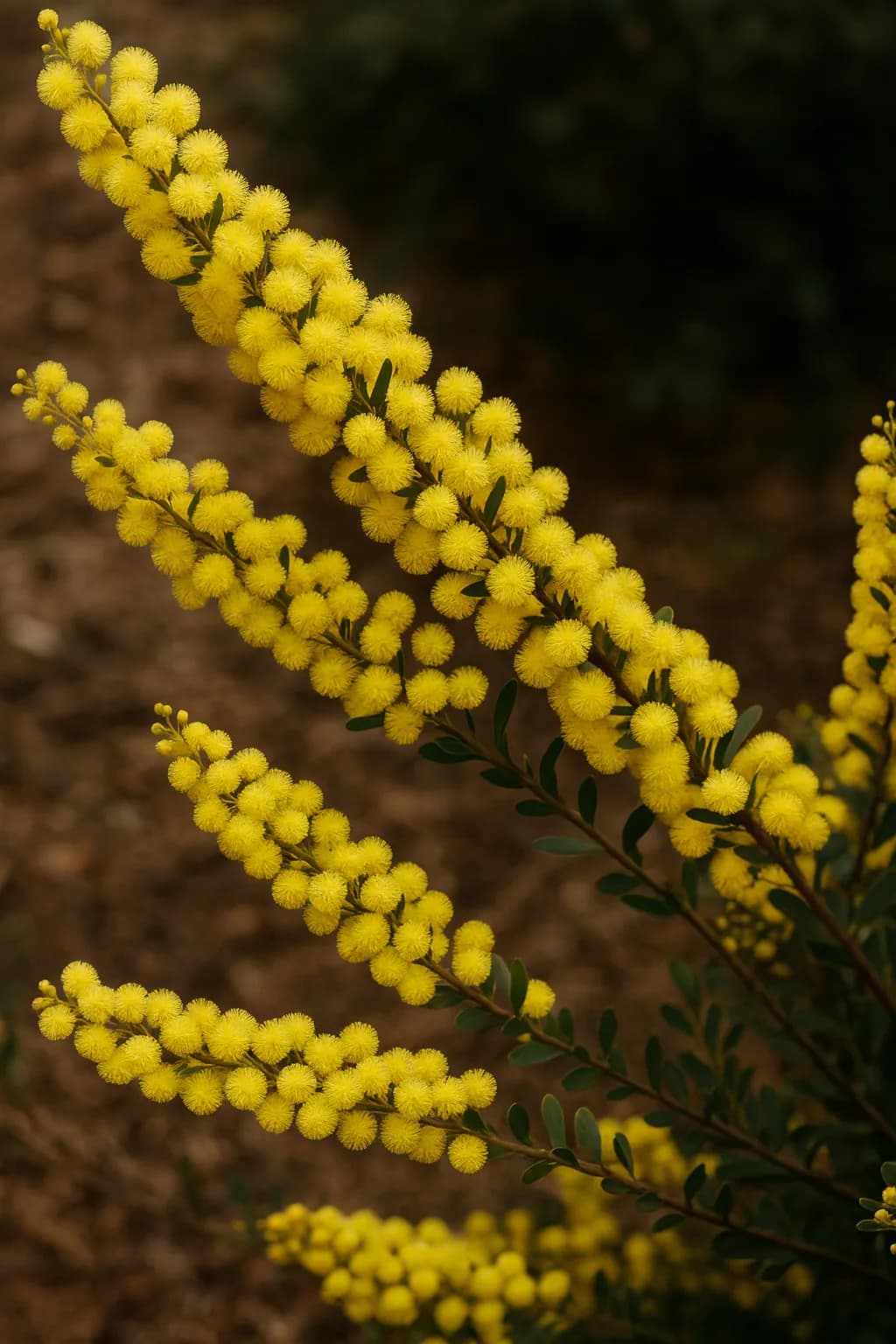 Gold Dust Wattle
