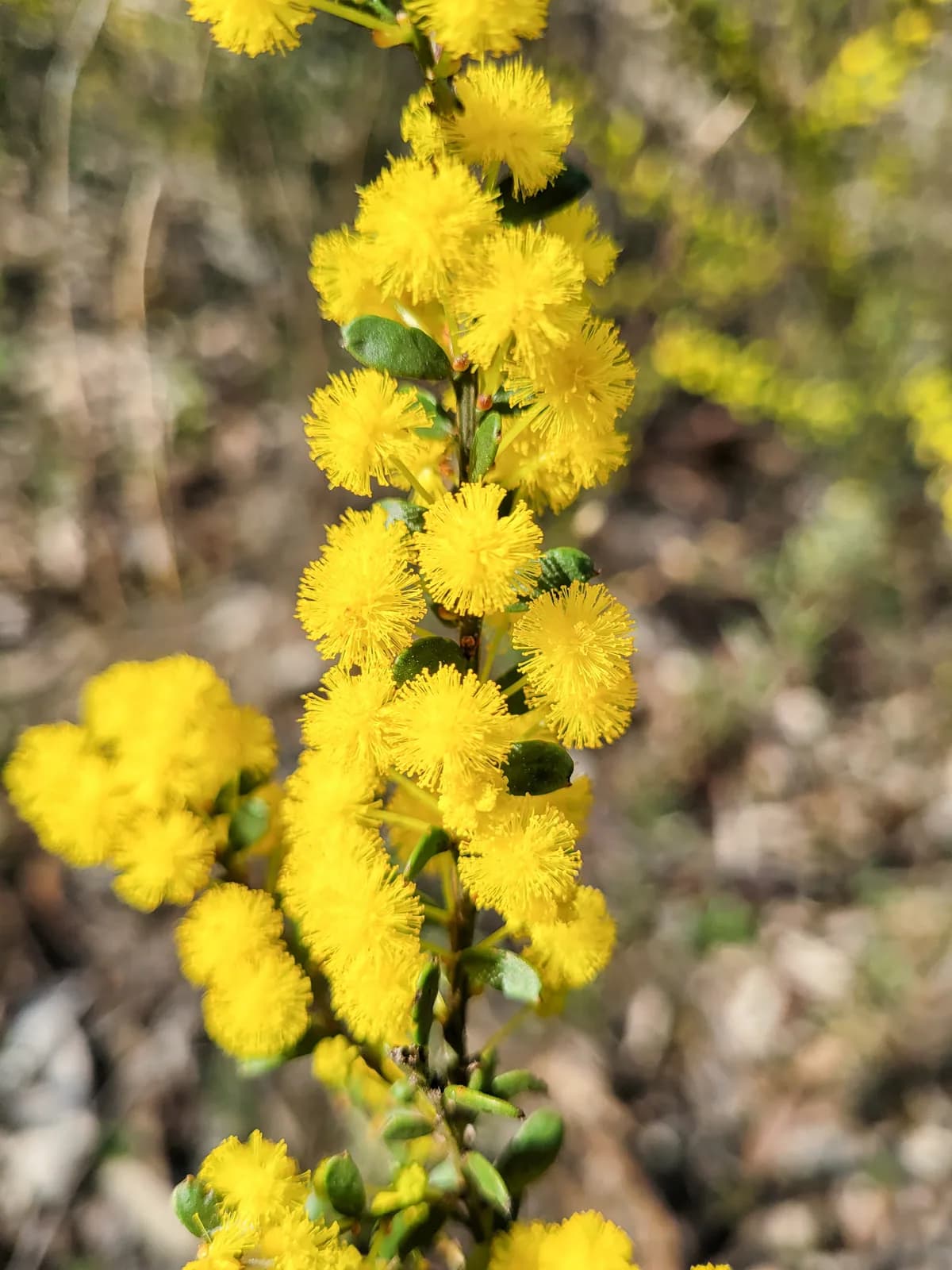 Gold Dust Wattle