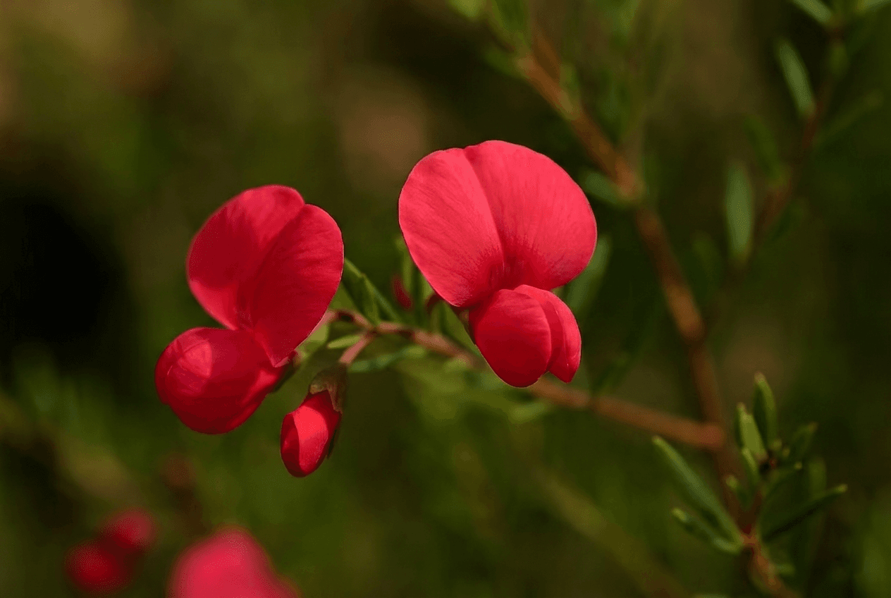 Red Bonnets