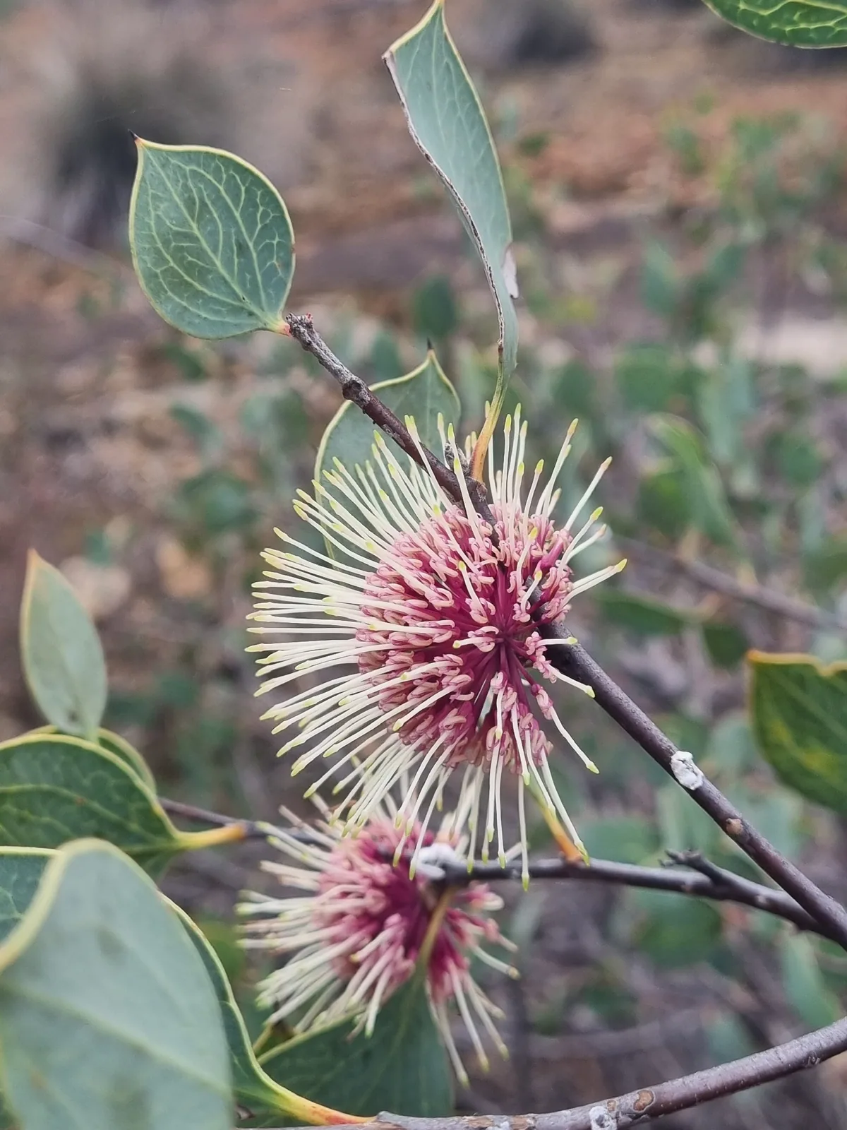 Sea Urchin Hakea